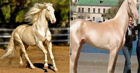 5 tips para tener uñas más sanas y hermosas. Fue nombrado "El caballo más hermoso del mundo". Pero lo ...