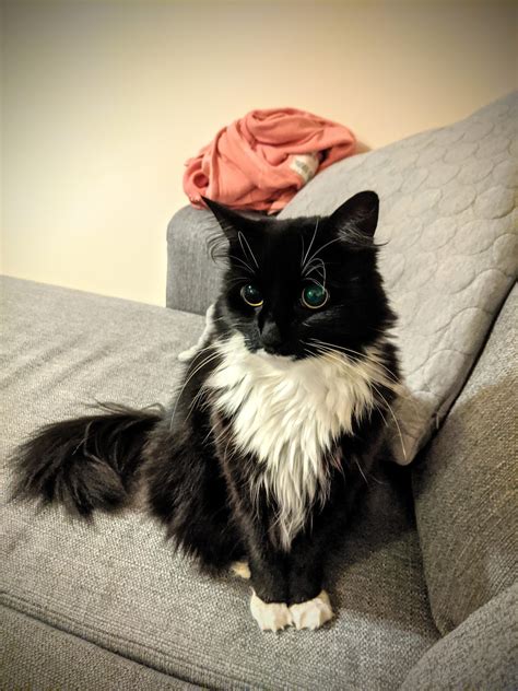 Why are my cat's eyes always dilated? My GF's cat is completely blind so her eyes are always ...