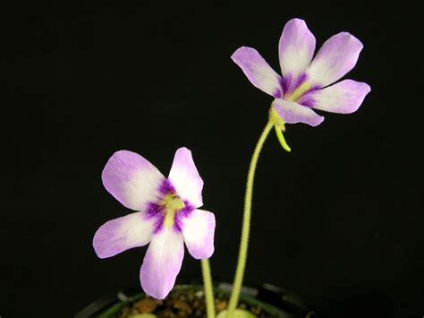 We are family owned and operated! Image of Pinguicula 'Gina' flowers