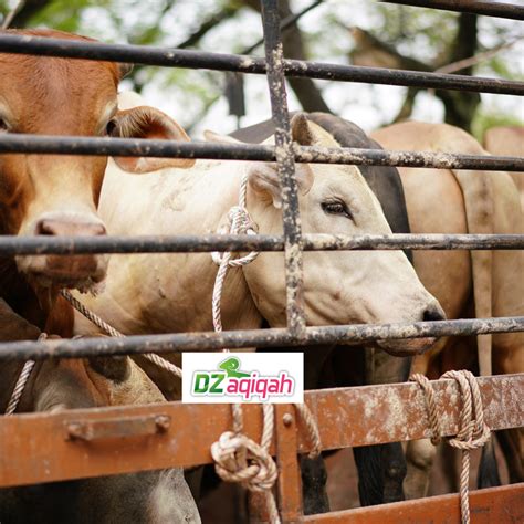 Hukum memotong kuku dan rambut saat qurban, begini penjelasannya! Harga Kambing Qurban 2019 Purwakarta - Aqiqah Purwakarta