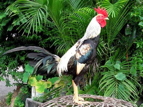 We did not find results for: Cara Merawat Ayam Bangkok Aduan Untuk Persiapan Adu/Tarung ...