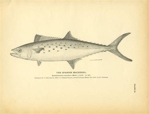 Maybe you would like to learn more about one of these? Spanish Mackerel | Spanish mackerel, Fish art, Smithsonian ...