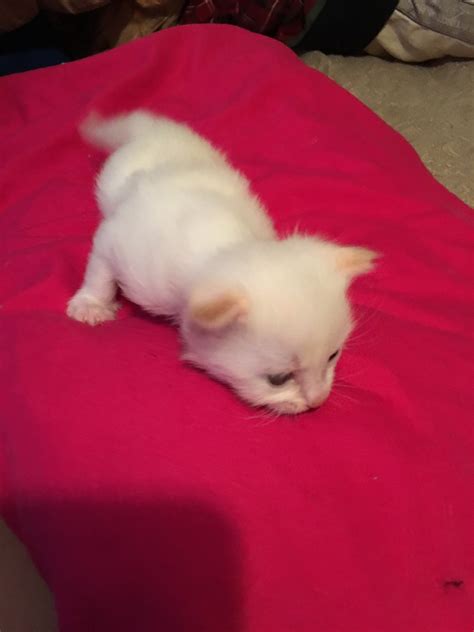 Don't live in the area? Siamese Cats For Sale | Rochester, NY #285519 | Petzlover