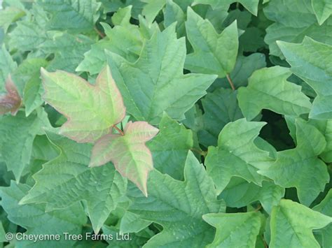 It's only marginal popularity is likely due to the fact that it scarsely ever develops the white flowers, let alone cranberries, which are so abundant on the original. CTF Viburnum opulus nanum DWARF EUROPEAN Cranberry 2-2619 ...