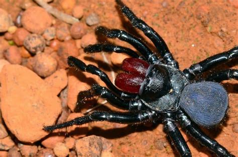 Not all spiders are poisonous, but most are venomous. 10 Most Dangerous Spiders Of North America - North ...