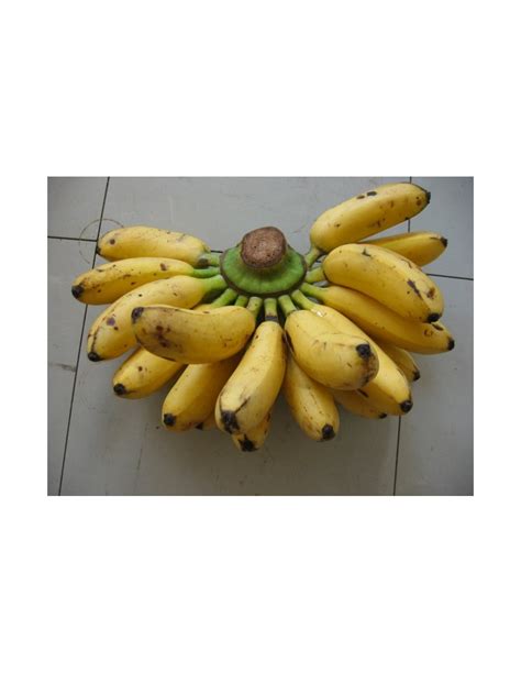 Get great deals on ebay! 1 ''Dominico'' Chiquita banana ''Minis'' real live plants ...