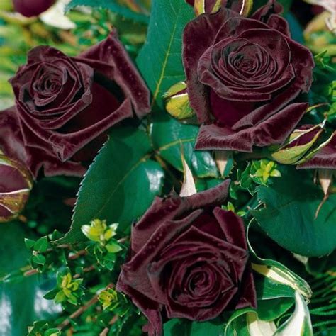 Rose Black Baccara® | von Gärtner Pötschke | Pflanzen ...
