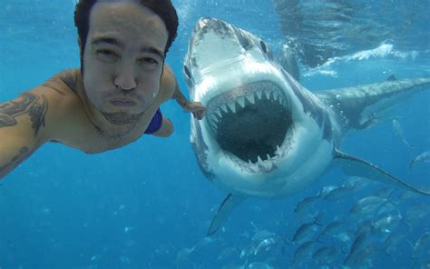 Man walks with a hoax sharks in the water along the beach in sochi. Fake Shark Attack Selfie Tries, Fails to Kill Fall Out Boy