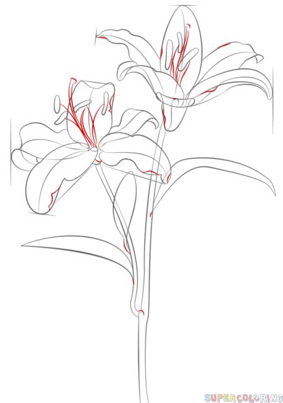 Here presented 54+ tiger lily flower drawing images for free to download, print or share. How to draw tiger lily step by step. Drawing tutorials for ...