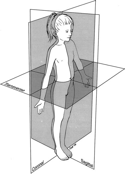 Using anatomical planes allows for accurate description of a location, and also allows the reader to understand what a diagram or picture is trying to show. Anatomical Position Diagram