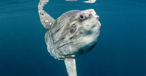 Yok benim mola koştum tek gidipte sona. 13 Facts About Sunfish & Mola Molas | Sport Diver