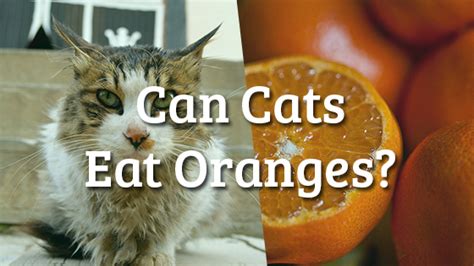 Yes, cats can eat carrots. Can Cats Eat Oranges? | Pet Consider