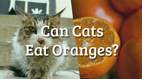 The canine digestive tract is, like some cats love steamed broccoli and other greens! Can Cats Eat Oranges? | Pet Consider