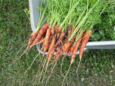 Many have a short growing season that is synchronised with the ideal growing conditions. How To Grow Carrots in a Greenhouse? | Greenhouse Emporium