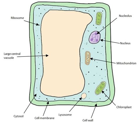 We did not find results for: Labelled Diagram Of A Plant Cell Under A Microscope ...