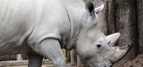 Lószőrből készült hamis tülök mentheti meg a rinocéroszokat | RoyalChat
