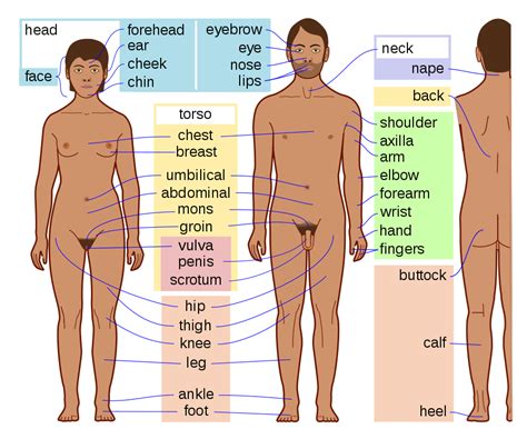 Free for commercial use no attribution required high quality images. File:Human body features-en dark skin.svg - Simple English ...