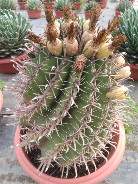 ¿quieres aprender sobre plantas de interior por tipo? Equinocactus Ferocactus - Viveros Emilio Diaz