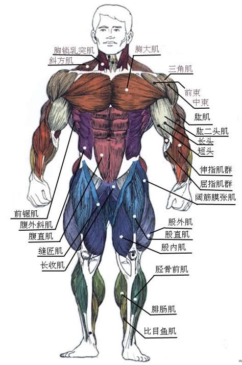 Major muscles of the body, with their common names and scientific (latin) names your job is to diagram and label the major muscle groups, for both the anterior. Pin by Hsin-ting Kao on body | Human body anatomy, Body ...