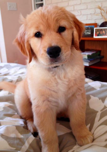 Training your golden retriever from a young age will help form a bond between. Pinterest: Be inspired Feelandlookgood | Retriever puppy, Cute puppies, Golden retriever