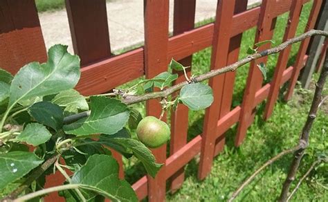 Stark bro's nurseries & orchards co. How to Espalier Fruit Trees - Stark Bro's | Espalier fruit ...