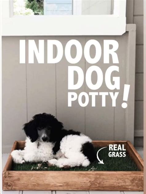 Simply grab the tray of grass and place it wherever you please. Looking for an Indoor Dog Potty? | Dog potty, Indoor dog potty, Fluffy puppies