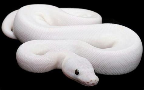 Black eyed leucistic ball python � baby male. 17 Best images about Ball Pythons! on Pinterest | Maybe ...