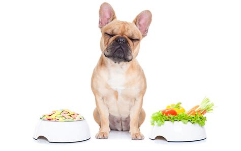 Pancreatitis in dogs is a disease that affects the pancreas. What's in Your Dog's Food? You May Not Like the Answer ...