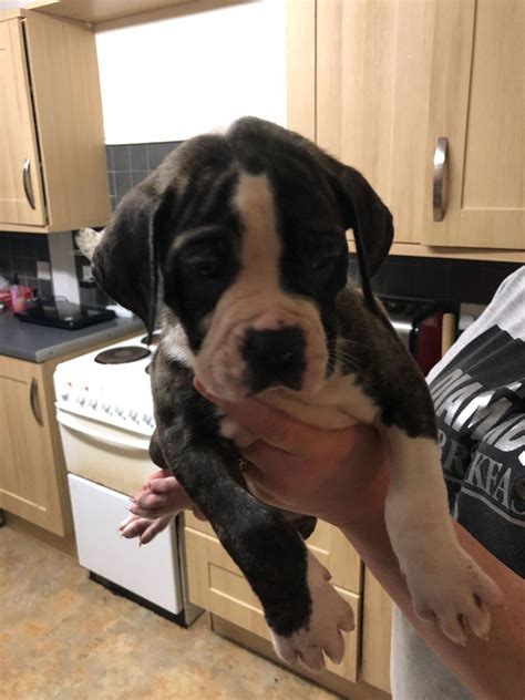 So some breeders may charge a lot to purchase one of their puppies. Alapaha Puppy's Ready Now | Alapaha Blue Blood Bulldog for ...