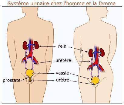 L'accumulation de la fatigue, un. Infection urinaire - C'est Savoir.fr