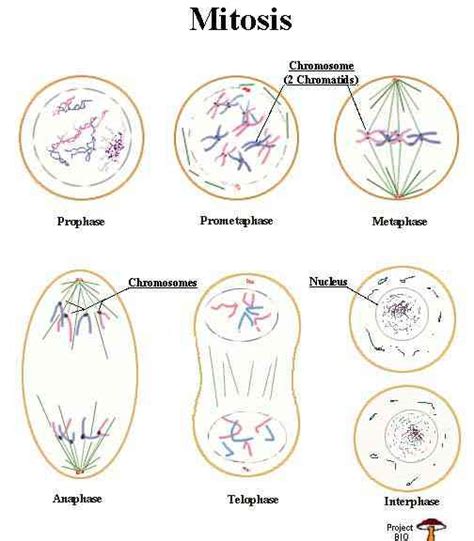 Maybe you would like to learn more about one of these? Biologia: Mitosis