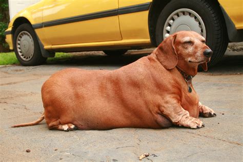 He weighs in at five and a half stone — that's 77 obie is more than twice the normal weight for these breeds. Fat Dog Bread : 55 Corgi Facts That Make Them The Best ...