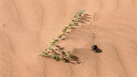 Gequält von durst und erschöpfung versuchen sie, die nächste stadt zu erreichen… filmtitel: Spuren im Sand Foto & Bild | natur, wildlife, sahara ...