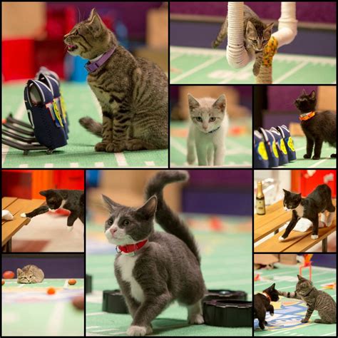 Get easy access to blocked content & unlimited bandwidth Kitten Bowl on Hallmark Channel. These kitties are playing ...