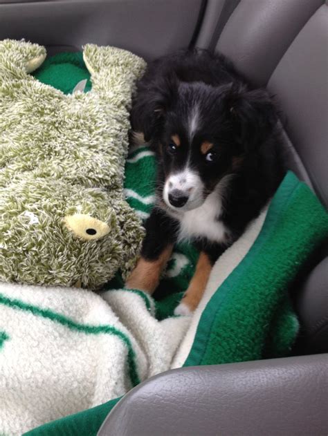 The mini australian shepherd is an intelligent, active and hard working dog. Shaussie puppy (sheltie/mini aussie mix) | Aussie puppies ...