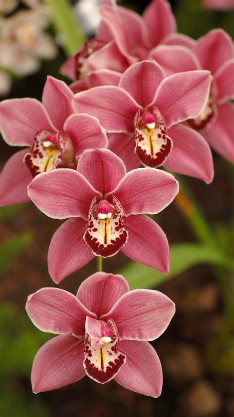 We have a massive amount of if you're looking for the best full hd flowers wallpapers then wallpapertag is the place to be. Apple iPhone 6s Wallpaper with Cymbidium Orchid Flower ...