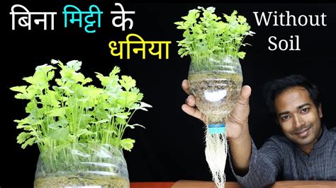 Once the roots had grown, i then put it in this vase and it has been growing nicely. How to grow coriander at home without soil | Grow ...