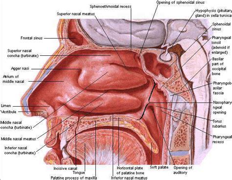 Check spelling or type a new query. Preclinical Medicine: Anatomi Hidung (Organ Penghidu dan ...