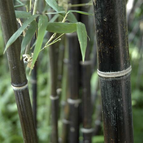 Since the culms do not mature at the same time, there is always a rich display of green and black culms. Phyllostachys nigra (Black Bamboo) 2L pot 30-40cm thick ...