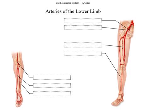 Check spelling or type a new query. Arteries Diagram Quizlet / Arteries And Their Function ...