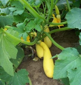 Zucchini plants do produce small vining tendrils along their stems but these are not adequate to support the weight of mature stems and fruit. Pin by Elle Tizzle on Gardening | Growing vegetables ...