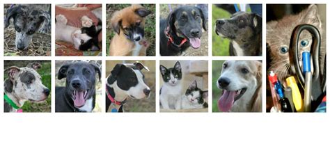 Listings are alphabetized by county (when known). SPCA of East Texas