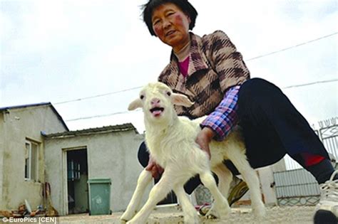 Chinese woman kill goat please subscribe to my channel help me reach 100 subscribers share this video. Chinese Woman Killing A Goat : Goat skinning at Gatagani ...