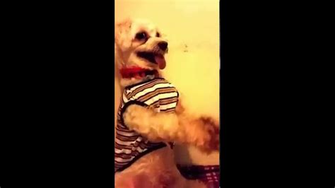 They will be looking for you soon. Funny dog doing Gong Xi Fa Cai - YouTube