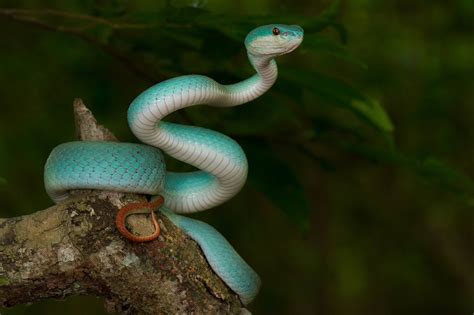 Snake, any of more than 3,400 species of reptiles distinguished by their limbless condition and greatly elongated body and tail. animals, Nature, Snake, Reptile Wallpapers HD / Desktop ...
