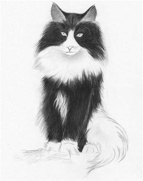 Something special about black cats. Cat Black And White Drawing at PaintingValley.com ...