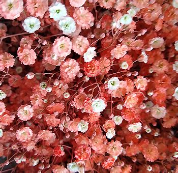 We did not find results for: Peach Baby's Breath With Coral Tone | Babys Breath ...