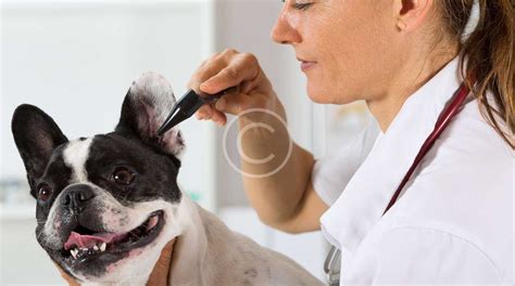 We are committed to ensuring that your pet receives the best medical care in preventative medicine, surgery and diagnostics. What We Do - Wellcare Pet Clinic