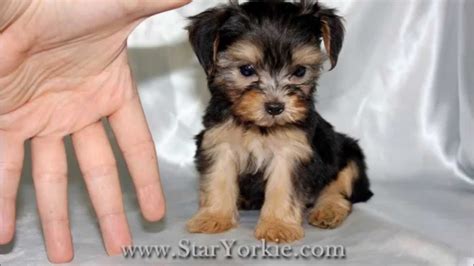 This is bruiser and he is a chocolate havanese. Teacup Havanese Puppies For Sale Near Me
