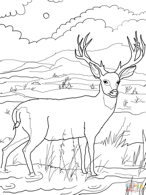 Fawn (baby deer) coloring page. Mule Deer Coloring Page - Coloring Home